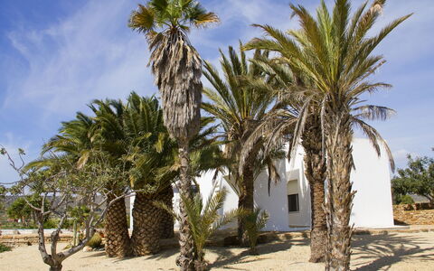 La Veleta: Træ, Daddelpalme, Palme Træ, Desert Palm, Arecales, Vegetationen, Plante, Vedplante, Frugt, Attalea Speciosa