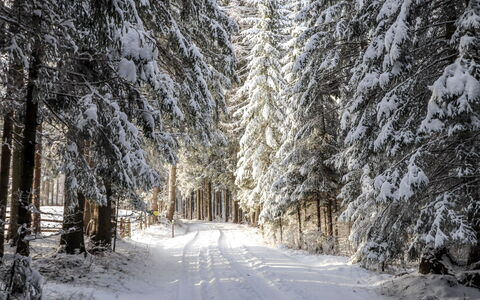 Schönhart: Sne, Vinter, Træ, Fryser, Naturligt Miljø, Naturlige Landskab, Frost, Skov, Vedplante, Vej