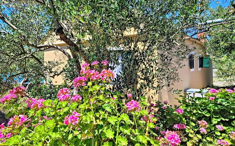 Rudi: Blomst, Busk, Lyserød, Forår, Blomstrende Plante, Have, Wildflower