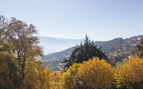 Crans-Montana 388: Blad, Bjergrige Landskabsformer, Træ, Natur, Bjerg, Vegetationen, Afdeling, Bakke, Naturlige Landskab, Ødemark