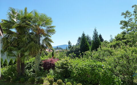 Ar Ronchée N° 9: Vegetationen, Træ, Botanisk Have, Have, Palme Træ, Ejendom, Naturligt Miljø, Biome, Botanik, Plante