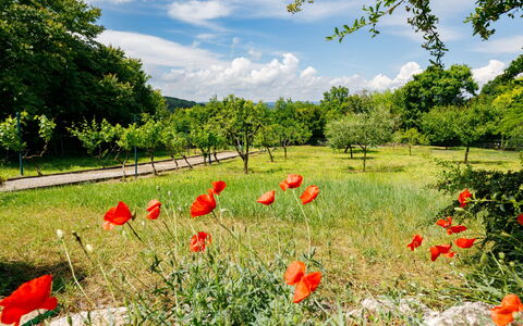 Romantica: Blomst, Himmel, Sky, Plante, Naturlige Landskab, Kronblad, Træ, Vegetationen, Landbrug
