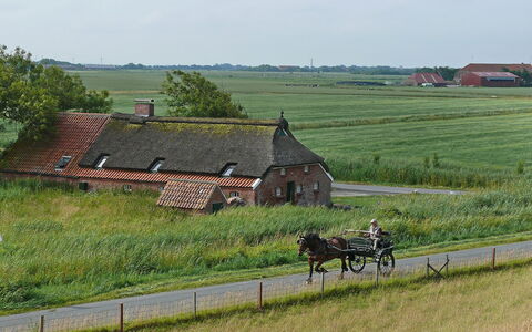 Norddeich 651: Plante, Hjul, Himmel, Økoregion, Land Lot, Træ, Vindue, Naturlige Landskab, Græs