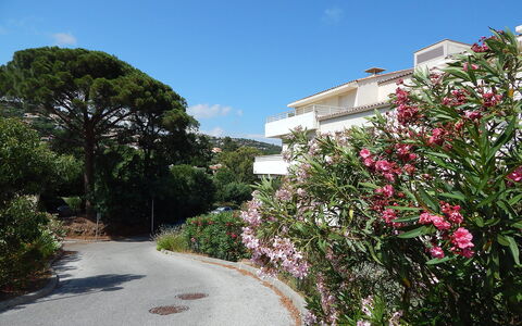 Cavalaire 350: Plante, Blomst, Bygning, Himmel, Plantesamfund, Sky, Hus, Træ, Kronblad, Vedplante