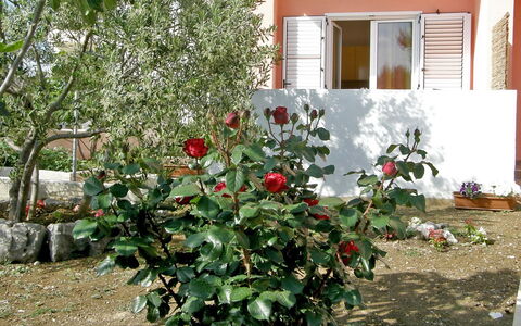 Vodice 401: Blomst, Plante, Blomstrende Plante, Træ, Busk