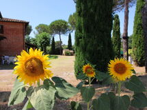 Fattoria Il Musarone