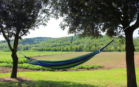 Villa Alabastro: Plante, Himmel, Træ, Skygge, Land Lot, Naturlige Landskab, Highland, Træ, Græs