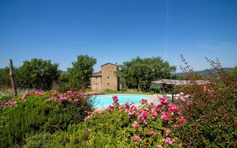 Torre di Vignale: Træ, Landskab, Land Lot, Landdistrikt, Parkere