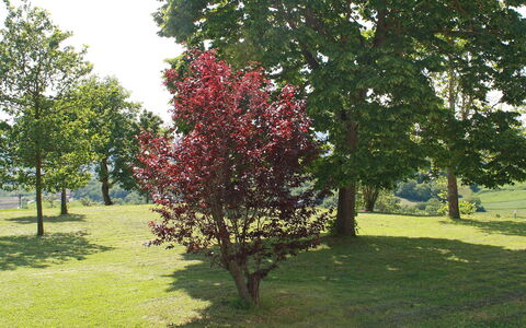 Montebello: Træ, Plante, Vedplante, Blomst, Forår, Græs, Blad, Botanik, Parkere, Blomstrende Plante