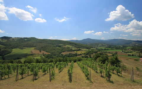 Montebello: Himmel, Highland, Bakke, Bjergrige Landskabsformer, Hill Station, Sky, Ødemark, Vineyard, Bjerg, Landdistrikt