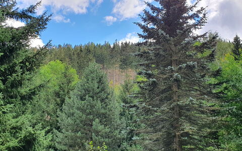 Karpacz Kowary: Sky, Himmel, Plante, Lærk, Naturlige Landskab, Træ, Terrestrisk Plant, Evergreen, Landskab, Bagagerum