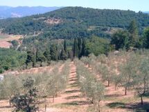 Casale Essenze