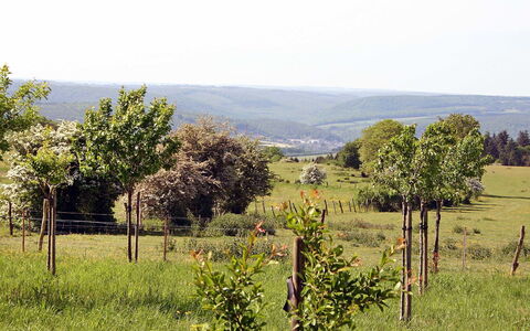 Gîte Rural Mamijana: Naturlige Landskab, Vegetationen, Naturligt Miljø, Land Lot, Træ, Pasture, Landdistrikt, Mark, Eng, Plantesamfund