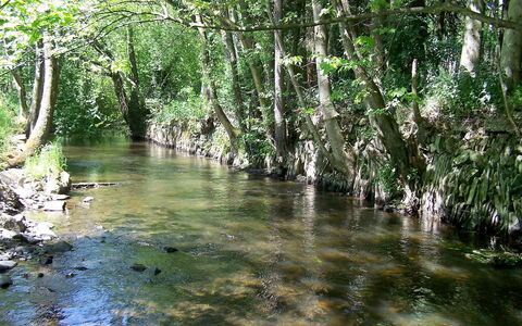 Vielsalm: Krop Af Vand, Natur, Naturlige Landskab, Naturligt Miljø, Vandløbsnære Forest, Træ, Naturreservat, Bredzonens, Vand, Vandløb