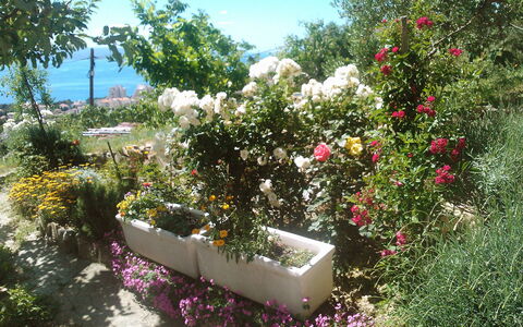 Makarska 592: Blomst, Plante, Himmel, Botanik, Kronblad, Busk, Bunddække, Træ, Rose, Græs