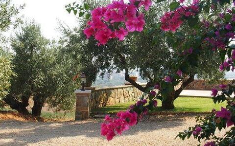 Villa Giulia Follonica: Blomst, Plante, Træ, Lyserød, Bougainvillea, Botanik, Forår, Blomstrende Plante, Vedplante, Magenta