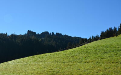 Hornflue (Wohlwender)