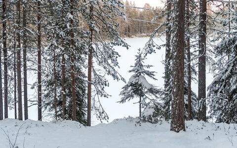 Viipusjärvi 11: Træ, Sommerhus, Bejdse, Hårdttræ, Bjælkehytte, Planke, Loft, Naturmateriale, Tømmer, Garden Bygninger