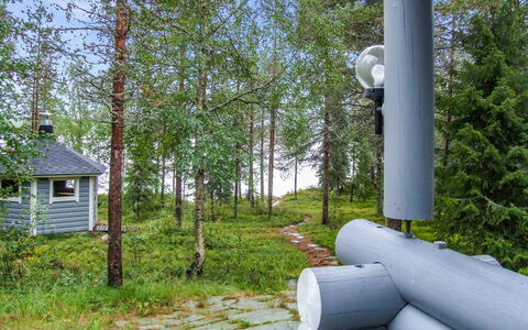 Kujalan Lomat 1: Træ, Skov, Woodland, Lund, Evergreen, Lærk, Pine Family