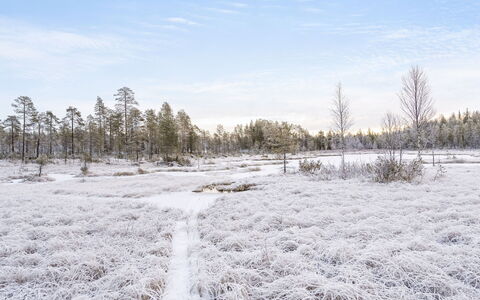 Pajalan Honka: Afdeling, Vinter, Sne, Fryser, Ødemark, Kvist, Frost, Lærk
