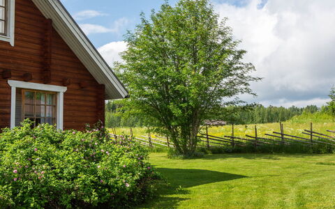 Ranta-Lemettilä: Grøn, Blad, Busk, Landskab, Land Lot, Sommerhus, Hjem, Have, Forår, Bunddække