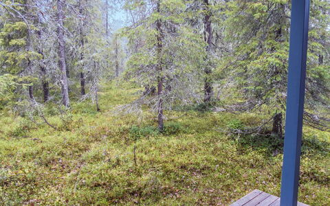 Pyryruka: Blad, Træ, Naturligt Miljø, Grøn, Græs, Natur, Træ, Vegetationen, Afdeling