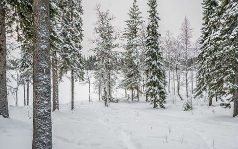 Seitsemän Savua 6: Træ, Sommerhus, Bjælkehytte, Skov, Skur, Garden Bygninger, Lærk, Woodland, Bejdse