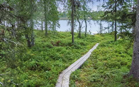 Seitsemän Savua 6: Træ, Sommerhus, Bjælkehytte, Skov, Skur, Garden Bygninger, Lærk, Woodland, Bejdse