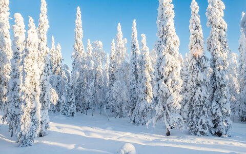 Vuosselinhovi C: Træ, Sommerhus, Bjælkehytte, Skov, Skur, Garden Bygninger, Lærk, Woodland, Bejdse