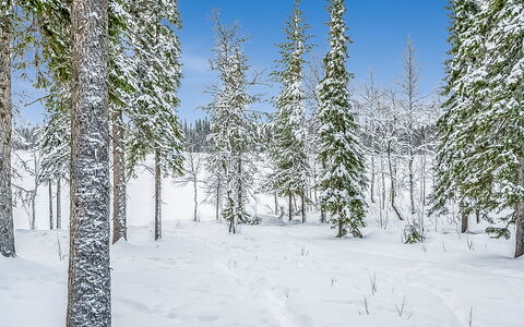 Seitsemän Savua 3: Sne, Afdeling, Naturligt Miljø, Vinter, Skov, Ødemark, Fryser, Bagagerum, Lærk