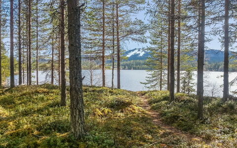 Rukakolo: Træ, Naturligt Miljø, Natur, Blad, Naturlige Landskab, Skov, Ødemark, Bank, Northern Løvskov