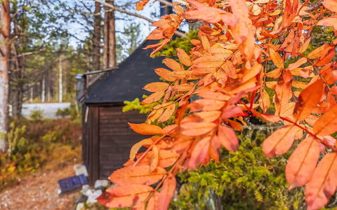 Salakolo 1: Blad, Afdeling, Træ, Orange, Kvist, Bagagerum, Efterår, Sollys, Vedplante, Woodland