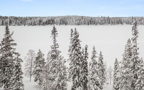 Aino: Træ, Sommerhus, Bjælkehytte, Skov, Skur, Garden Bygninger, Lærk, Woodland, Bejdse