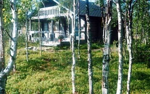 Juolukka: Træ, Træ, Woodland, Skov, Bagagerum, Sommerhus, Birch, Lund, Bjælkehytte