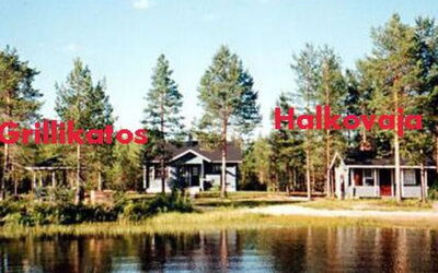 Mäntyaho