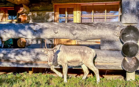 Riekonkätkä: Træ, Sommerhus, Bjælkehytte, Skov, Skur, Garden Bygninger, Lærk, Woodland, Bejdse