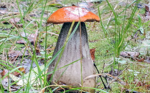 Viehko: Træ, Sommerhus, Bjælkehytte, Skov, Skur, Garden Bygninger, Lærk, Woodland, Bejdse