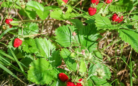 Viehko: Træ, Sommerhus, Bjælkehytte, Skov, Skur, Garden Bygninger, Lærk, Woodland, Bejdse