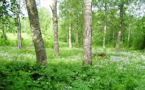 Koivuniemi: Træ, Vinter, Sne, Hjem, Sommerhus, Fryser, Sidespor, Bjælkehytte, Is