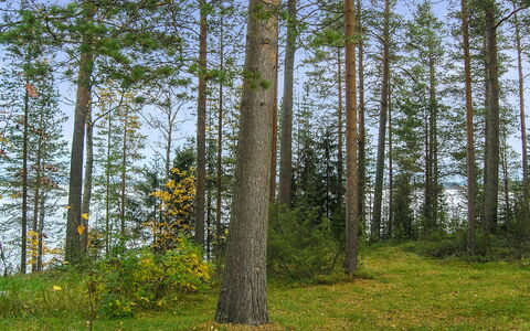 Mäntyranta: Træ, Sidespor, Sommerhus, Hus, Hjem, Planke, Garden Bygninger, Bjælkehytte, Hårdttræ, Veranda