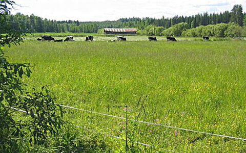 Pikkutupa: Vandvej, Bank, Vandløb, Sø, Sommerhus, Skov, Kanal, Reservoir, Bjælkehytte
