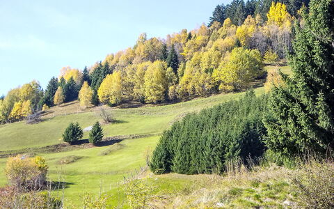 Encarden Apt. 3.1: Træ, Grøn, Blad, Naturligt Miljø, Græs, Naturlige Landskab, Vegetationen, Græs-, Landskab, Skov