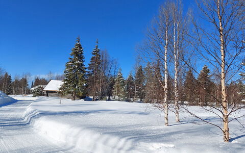 Mukan Maja: Blå, Sne, Afdeling, Vinter, Træ, Naturligt Miljø, Træ, Naturlige Landskab, Landskab, Kvist