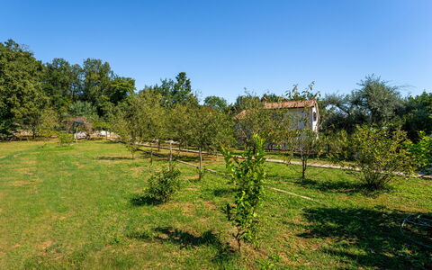 Opatija Ika 106: Træ, Naturligt Miljø, Vegetationen, Busk, Almindeligt, Græs-, Landdistrikt, Land Lot, Have