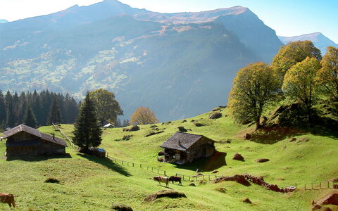 Chalet Almisgässli: Himmel, Bjerg, Plante, Naturlige Landskab, Træ, Hældning, Highland, Almindeligt, Græs-, Landskab