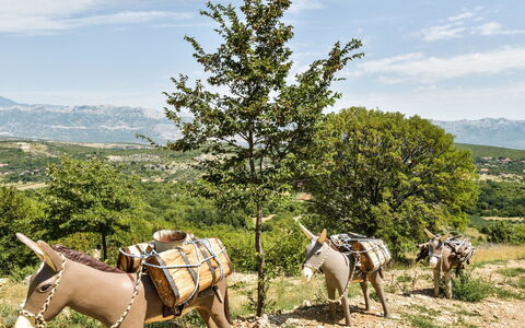 Villa Ana: Hest, Træ, Pack Dyr, Vedplante, Plante, Plantesamfund, Dyreliv, Landdistrikt, Pasture