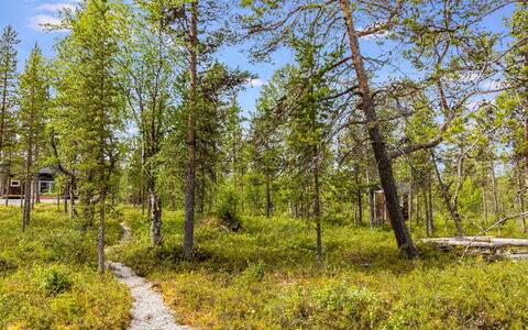 Villa Goskanjavri: Grøn, Blad, Træ, Naturligt Miljø, Natur, Vegetationen, Naturlige Landskab, Ødemark, Skov, Plantesamfund