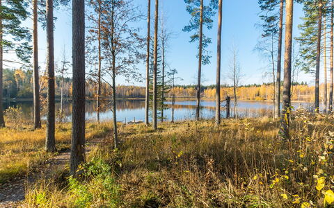 Lokinsiipi: Naturligt Miljø, Træ, Natur, Blad, Naturlige Landskab, Skov, Ødemark, Lund, Northern Løvskov, Plantesamfund