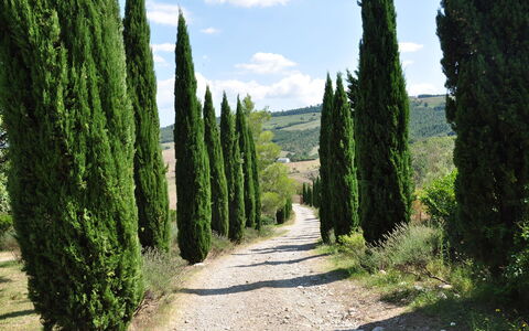 Le Querce Di Campocane: Træ, Vegetationen, Grøn, Biome, Naturlige Landskab, Plante, Vedplante, Naturligt Miljø, Naturreservat, Busk