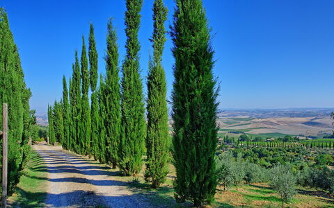 Villa Montalcino: Træ, Natur, Vedplante, Plante, Biome, Himmel, American Lærk, Klitfyr, Conifer, Cypress Family
